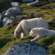 Bears grazing, Napassorssuaq Fjord, East Greenland