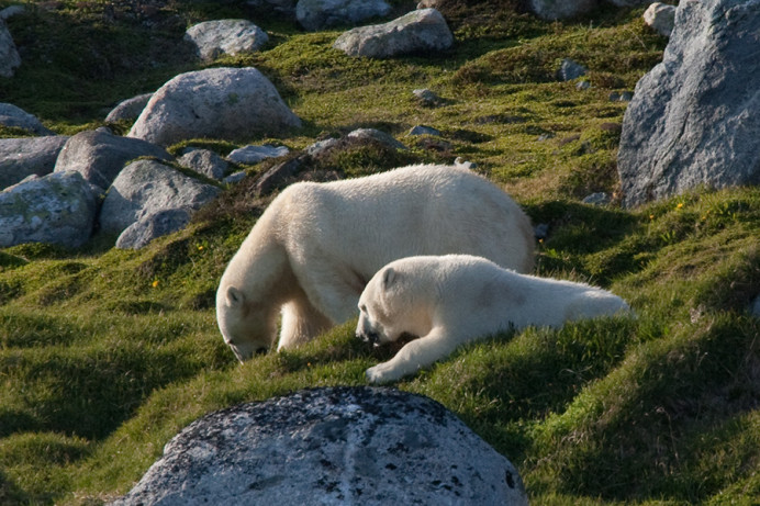 Bears grazing, Napassorssuaq Fjord, East Greenland