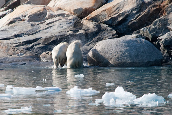 Polar bears leaving water, Napassorssuaq Fjord, East Greenland