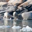 Bears leaving water, Napassorssuaq Fjord, East Greenland