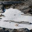 Polar bears on snow, Napassorssuaq Fjord, East Greenland