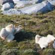 Polar bears, Napassorssuaq Fjord, East Greenland