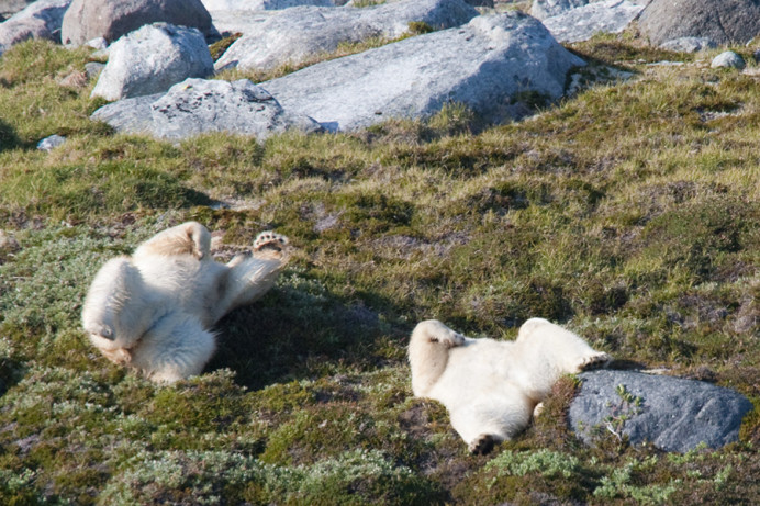 Polar bears, Napassorssuaq Fjord, East Greenland