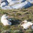Bears relaxing, Napassorssuaq Fjord, East Greenland