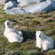 Bears relaxing, Napassorssuaq Fjord, East Greenland