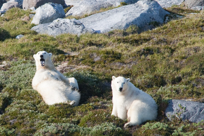 Bears relaxing, Napassorssuaq Fjord, East Greenland