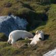Bears having a roll, Napassorssuaq Fjord, East Greenland