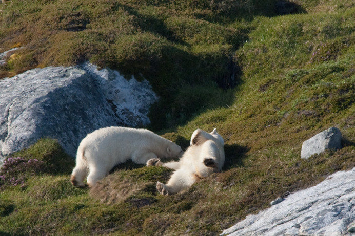 Bears having a roll, Napassorssuaq Fjord, East Greenland