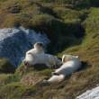 Bears having a roll, Napassorssuaq Fjord, East Greenland