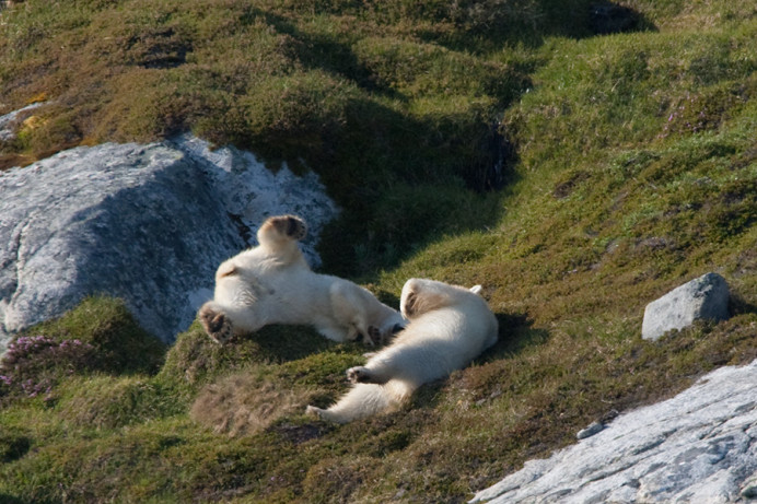 Bears having a roll, Napassorssuaq Fjord, East Greenland