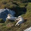 Bears having a roll, Napassorssuaq Fjord, East Greenland
