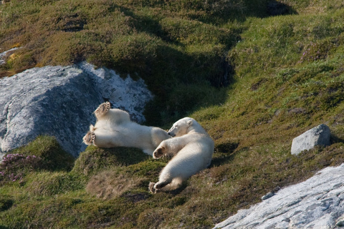 Bears having a roll, Napassorssuaq Fjord, East Greenland