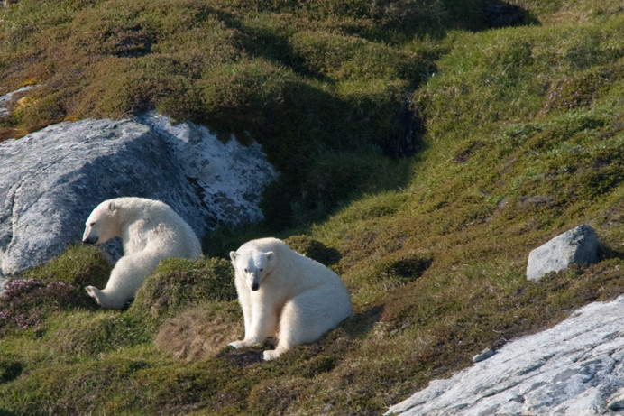 Bears having a roll, Napassorssuaq Fjord, East Greenland