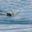 Polar bears swimming, near Clipper Adventurer.
