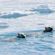 Mother and youngster swimming, checking us out.
