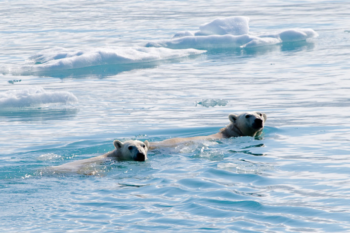 Mother and youngster swimming, checking us out.