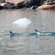 Polar bears swimming.