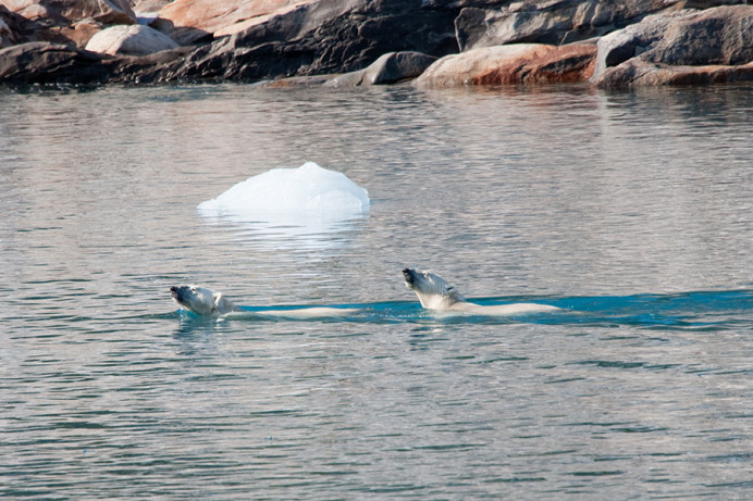 Polar bears swimming.