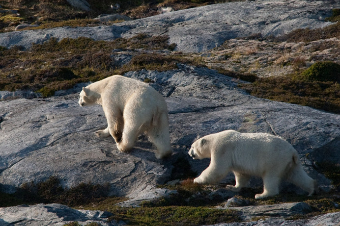 Bears, Napassorssuaq Fjord, East Greenland