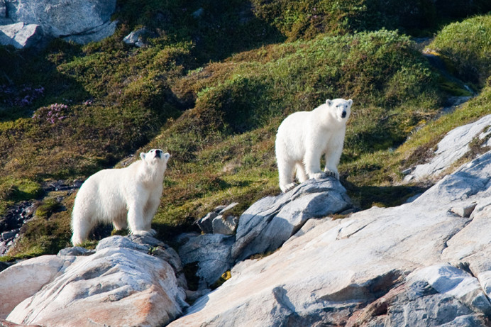 Polar bears, Napassorssuaq Fjord, East Greenland