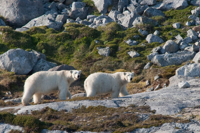 Polar bears, Napassorssuaq Fjord, East Greenland