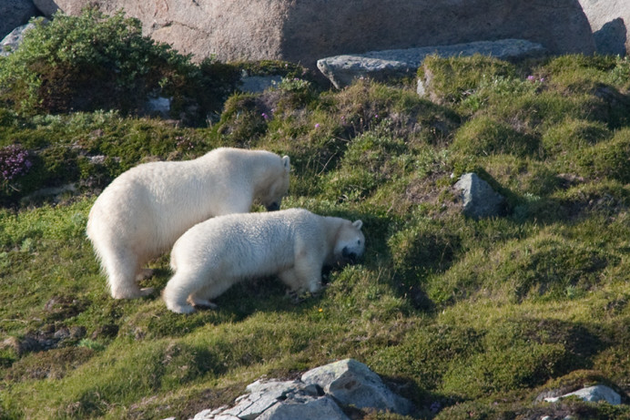 Polar bears, Napassorssuaq Fjord, East Greenland