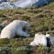 Bears, Napassorssuaq Fjord, East Greenland