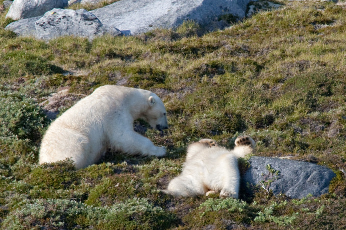 Bears, Napassorssuaq Fjord, East Greenland