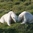 The family that eats together.....
Polar bears, Napassorssuaq Fjord, East Greenland