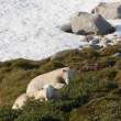 Eating berries, Napassorssuaq Fjord, East Greenland