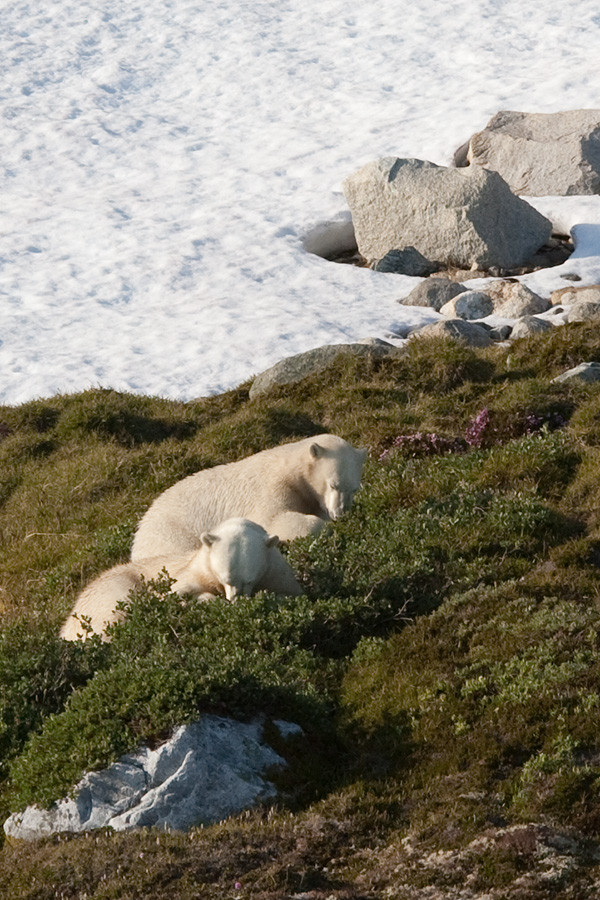 Eating berries, Napassorssuaq Fjord, East Greenland