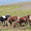 Icelandic horses. No horses have been brought into Iceland for nine centuries.
