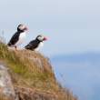 Classic Atlantic puffin image, Flatey Island, Iceland