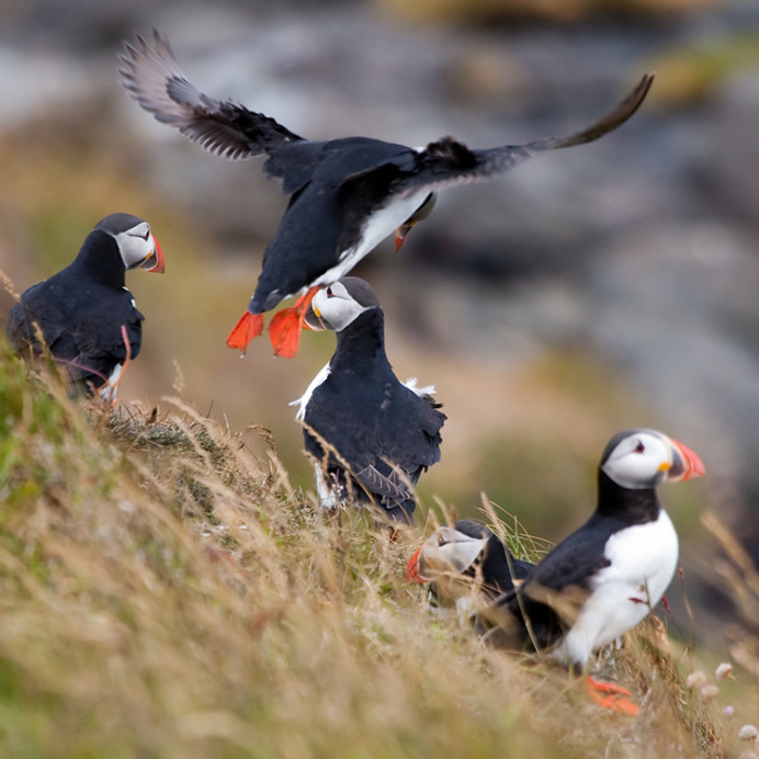 Atlantic puffins, Flatey Island, Iceland
