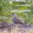 Purple sandpiper, Flatey Island, Iceland