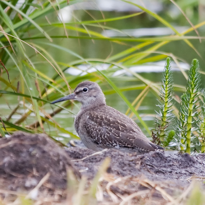 Purple sandpiper, Flatey Island, Iceland