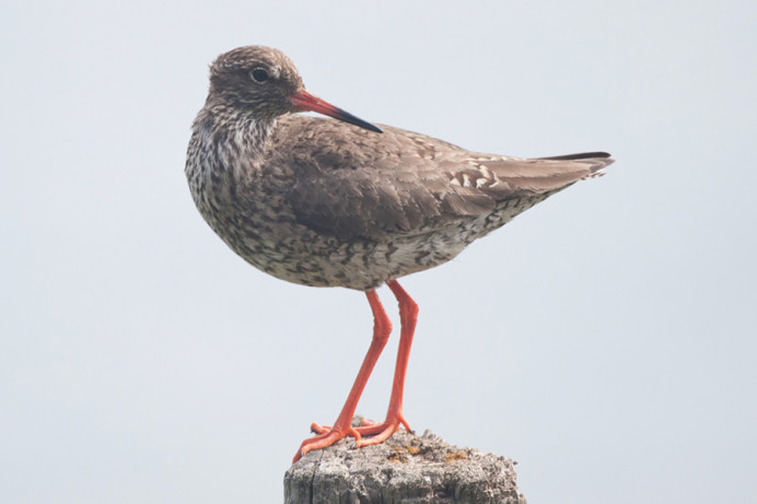 Redshanks, Iceland
