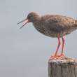 Redshanks, Iceland