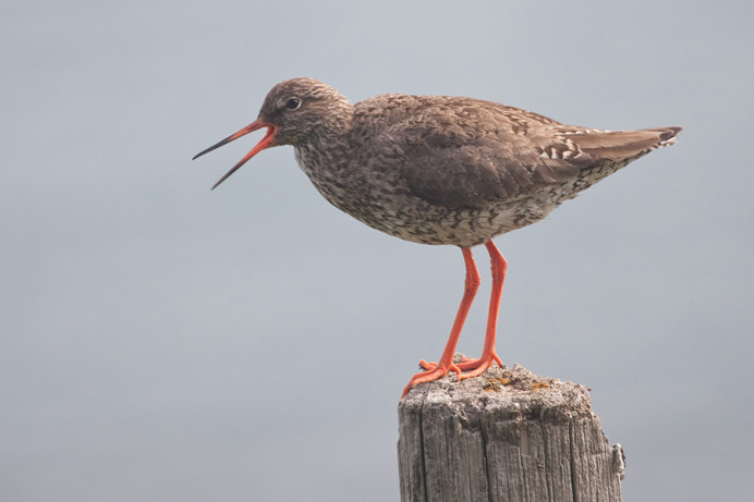 Redshanks, Iceland