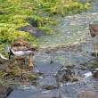 Ruddy turnstone (left) and purple sandpiper, Flatey Island, Iceland