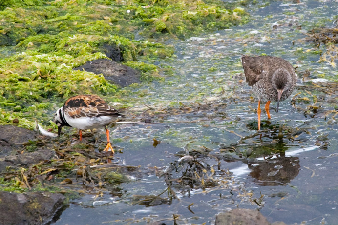 Ruddy turnstone (left) and purple sandpiper, Flatey Island, Iceland