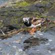 Ruddy turnstone, Flatey Island, Iceland