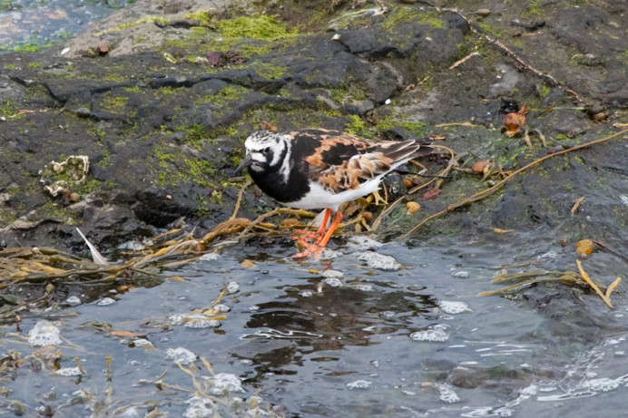 Ruddy turnstone, Flatey Island, Iceland
