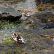 Ruddy turnstones, breeding plumage. Flatey Island, Iceland