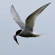 Arctic tern with fish, Flatey Island, Iceland
