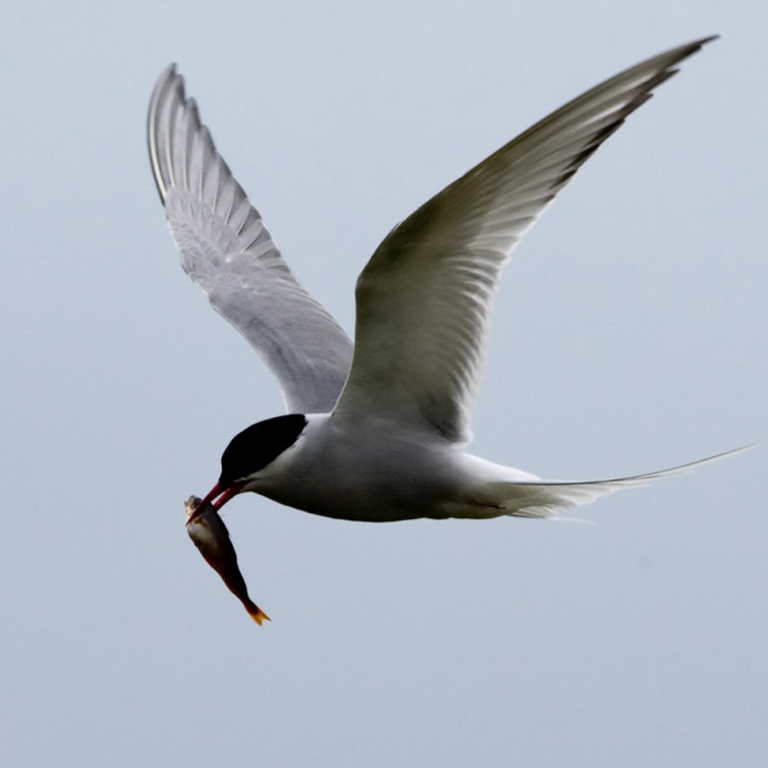 Arctic tern with fish, Flatey Island, Iceland
