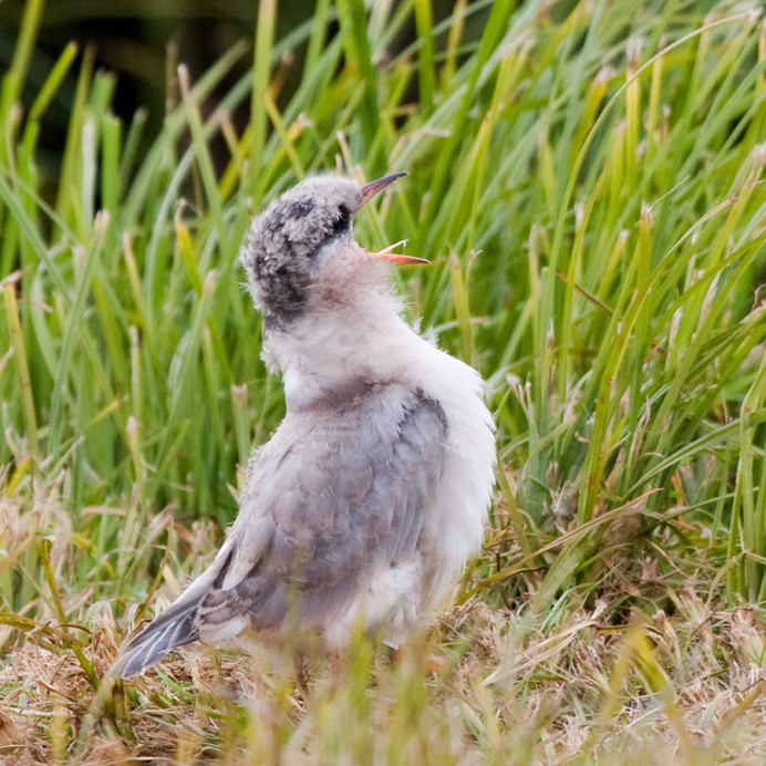 Arctic tern chick, waiting to be fed. Flately Island, Iceland