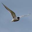 Arctic tern coming to persuade intruder to go away, Flatey Island, Iceland