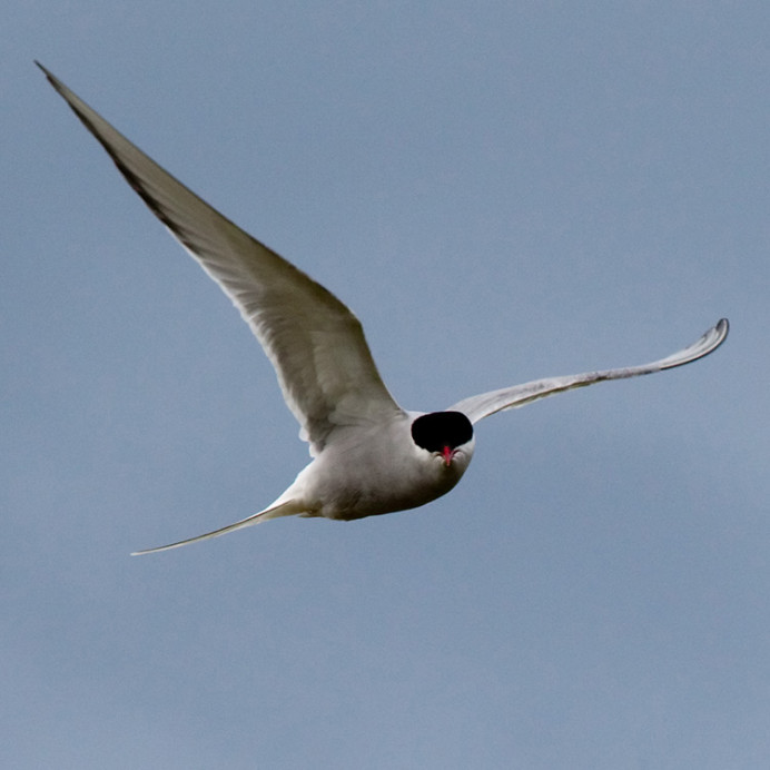 Arctic tern coming to persuade intruder to go away, Flatey Island, Iceland