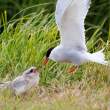 Arctic tern feeding young chick. Flatey Island, Iceland